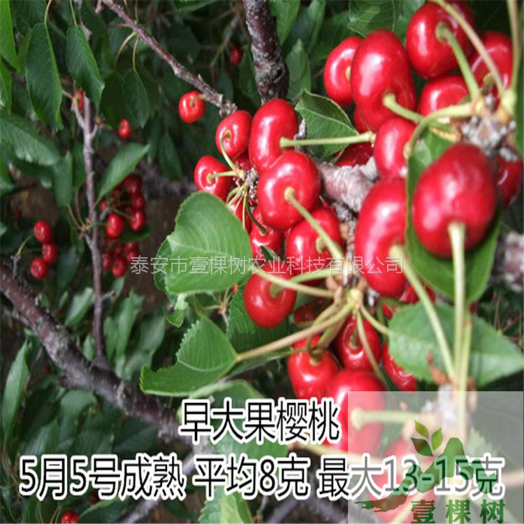 蘭丁櫻桃砧木畝產(chǎn)多少