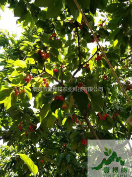 蘭丁櫻桃砧木經(jīng)濟(jì)效益