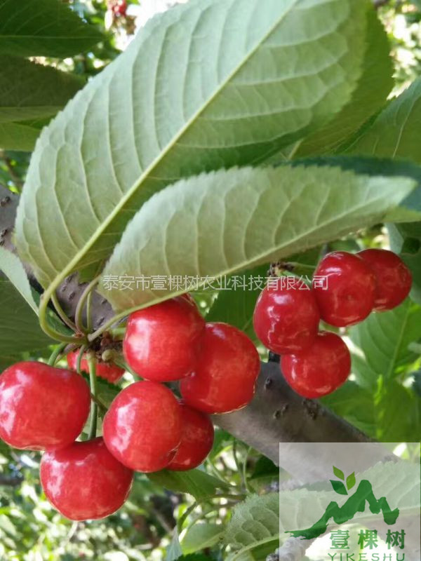 吉塞拉櫻桃砧木介紹