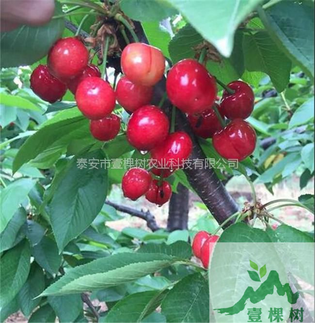 吉塞拉櫻桃砧木介紹