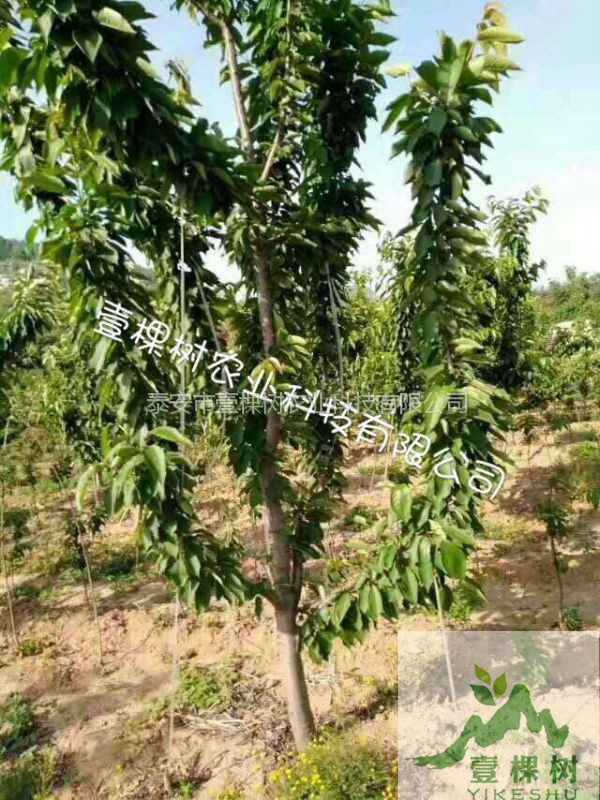 蘭丁櫻桃砧木現(xiàn)貨供應(yīng)