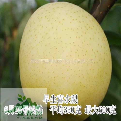 貴龍5號刺梨樹苗適應(yīng)性廣