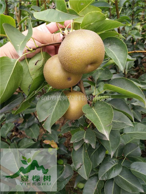 綠寶石梨樹苗自產(chǎn)自銷