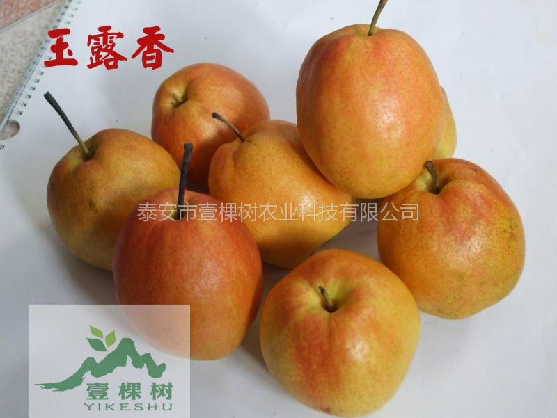 初夏綠梨樹(shù)苗畝產(chǎn)多少