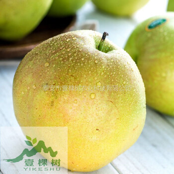 秋霜梨樹苗產(chǎn)量怎么樣