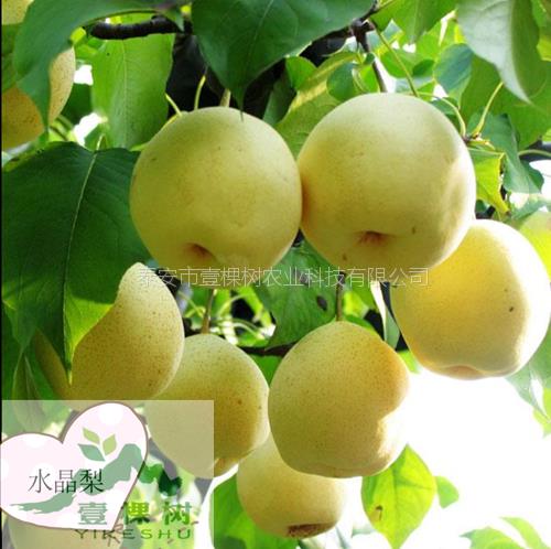 紅啤梨樹苗基地價(jià)格
