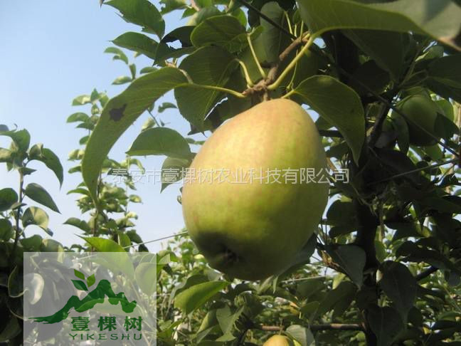 早酥紅梨樹苗價格多少