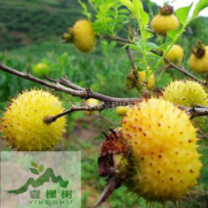 夏玉梨樹苗種植技術(shù)