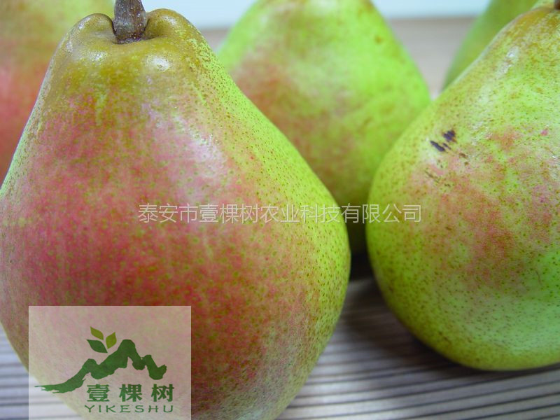 4公分梨樹苗現(xiàn)貨供應(yīng)