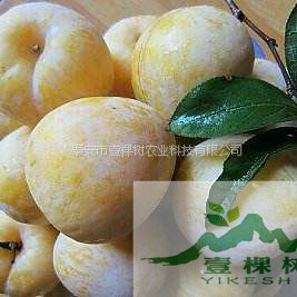 五月脆李苗畝產(chǎn)量