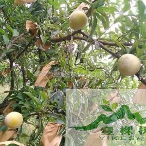 五月脆李苗畝產(chǎn)量