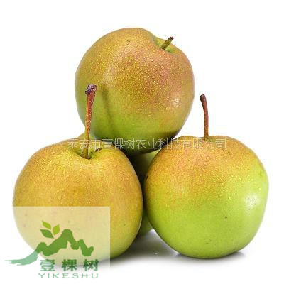 貴龍5號刺梨樹苗經(jīng)濟效益