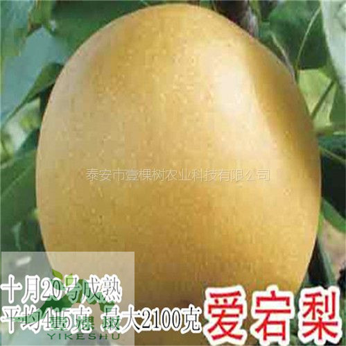 貴龍5號刺梨樹苗經(jīng)濟效益