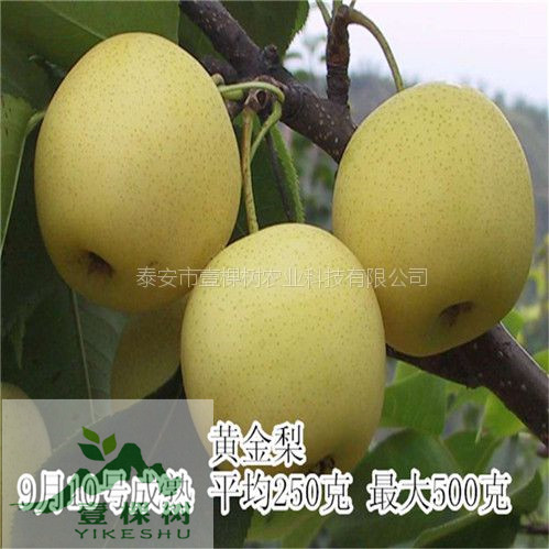 香蜜梨樹苗特點(diǎn)