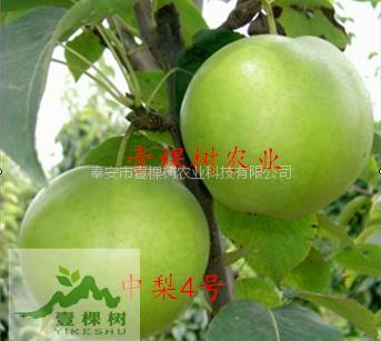 貴龍5號刺梨樹苗經(jīng)濟效益