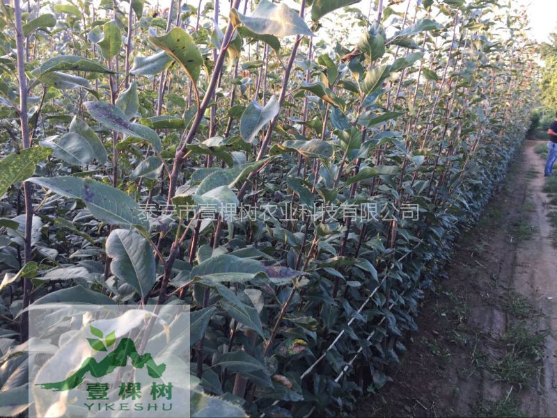 翠冠梨樹(shù)苗幾月份成熟