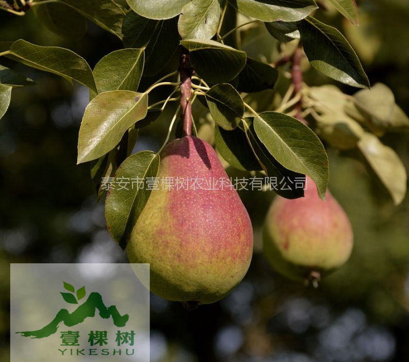 貴龍5號刺梨樹苗經(jīng)濟效益
