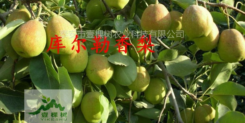 貴龍5號刺梨樹苗經(jīng)濟效益