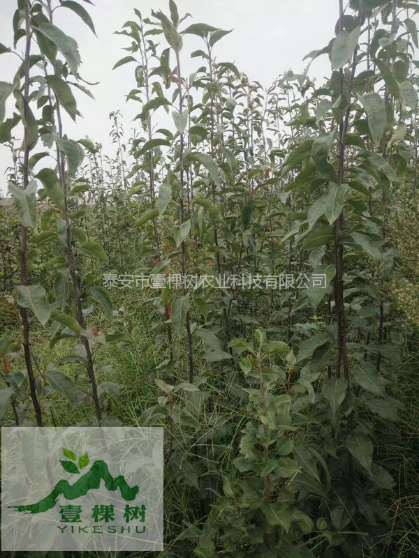 貴龍5號刺梨樹苗經(jīng)濟效益