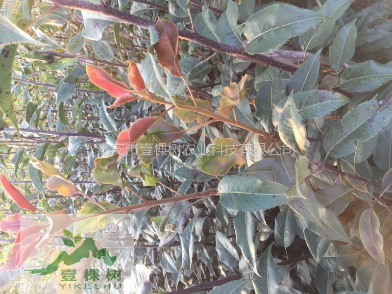 翠冠梨樹(shù)苗幾月份成熟