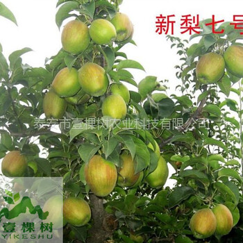 早酥蜜梨樹苗種植條件