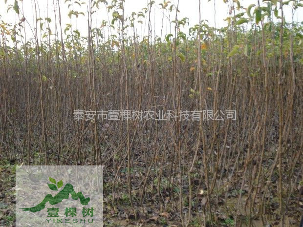 柱狀梨樹苗成活率