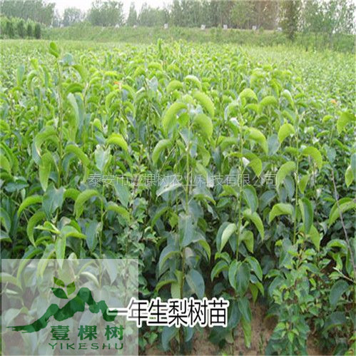 雪花梨樹(shù)苗畝產(chǎn)多少