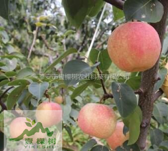 梨樹苗畝產(chǎn)量