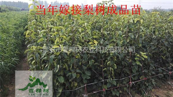 雪花梨樹(shù)苗畝產(chǎn)多少