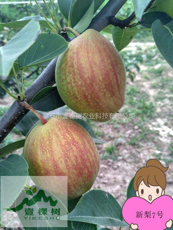 梨樹苗畝產(chǎn)量