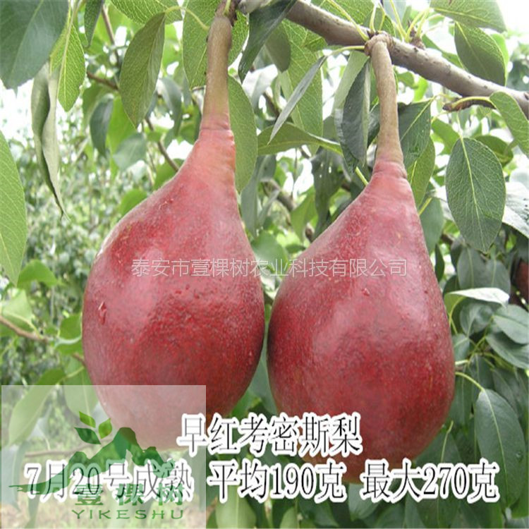 鴨梨樹(shù)苗哪里便宜