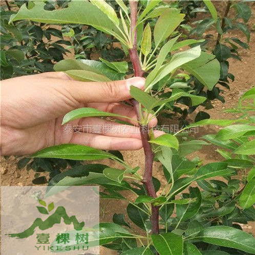 酥梨樹苗批發(fā)
