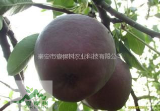 貴龍5號刺梨樹苗畝產(chǎn)量
