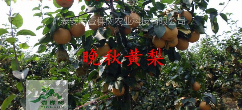 奧紅一號(hào)梨樹(shù)苗怎么種植