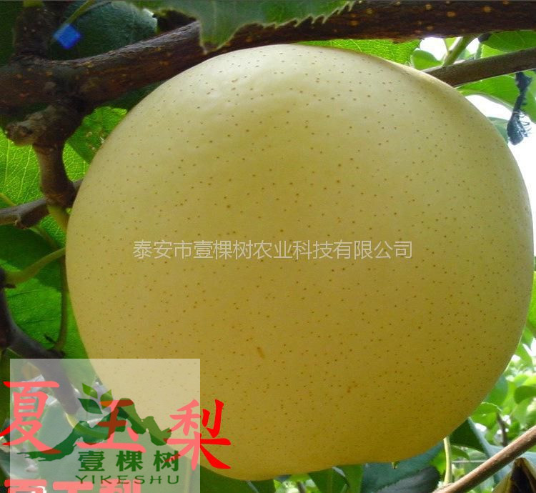 意大利黑梨樹苗批發(fā)