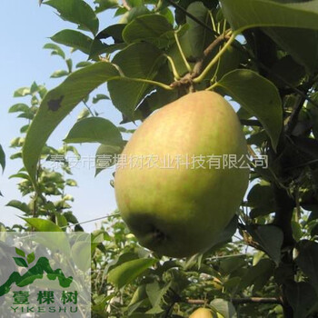 鴨梨樹(shù)苗幾月份成熟