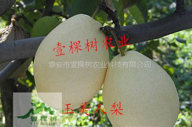 佛見(jiàn)喜梨樹苗格