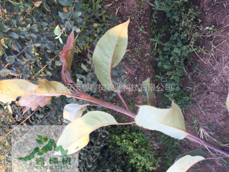 鴨梨樹(shù)苗哪里便宜