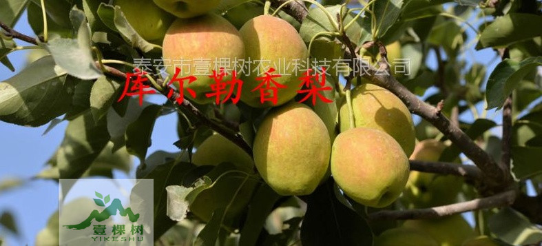 鴨梨樹(shù)苗哪里便宜