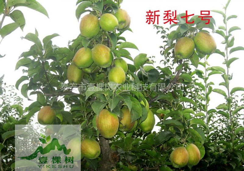 翠玉梨樹苗畝產(chǎn)量