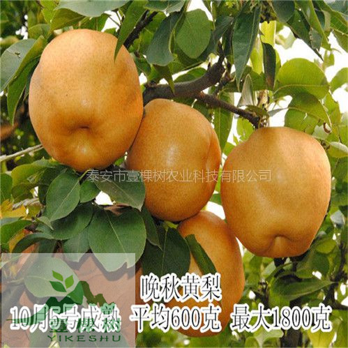 全紅梨樹苗現(xiàn)貨充足