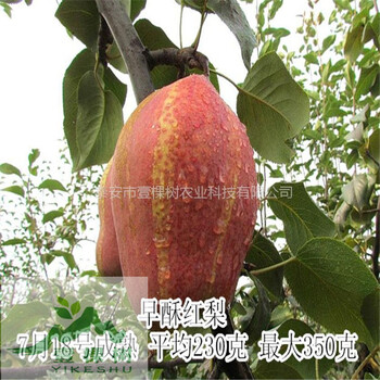 紅香酥梨樹(shù)苗自產(chǎn)自銷(xiāo)