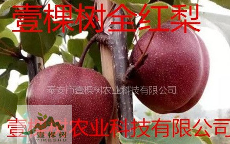 梨樹苗營養(yǎng)價值