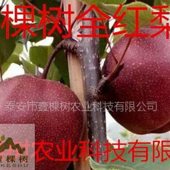 黃金梨樹苗價格多少