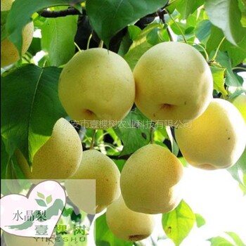 初夏綠梨樹(shù)苗基地直供