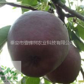 紅茄梨樹苗營養(yǎng)價值