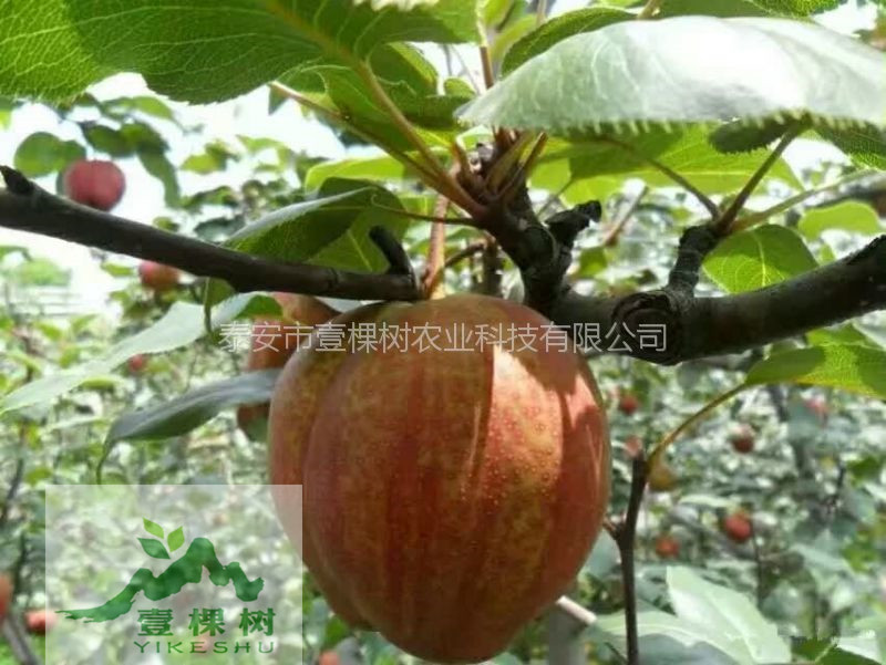 晚秋黃梨樹苗價格多少