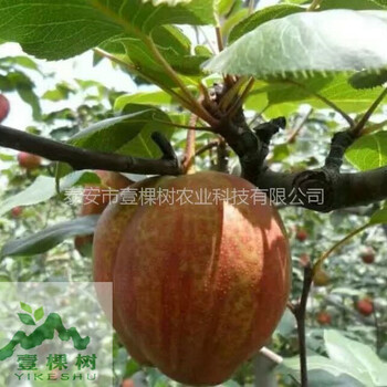 早生喜水梨樹苗價格多少