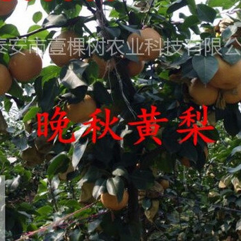 黃金梨樹(shù)苗栽培