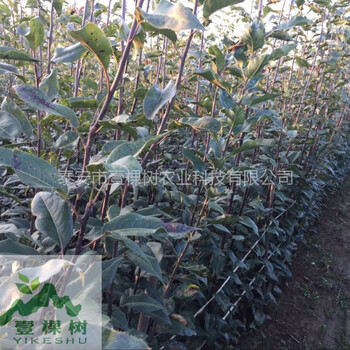 羅莎梨樹苗畝產(chǎn)量